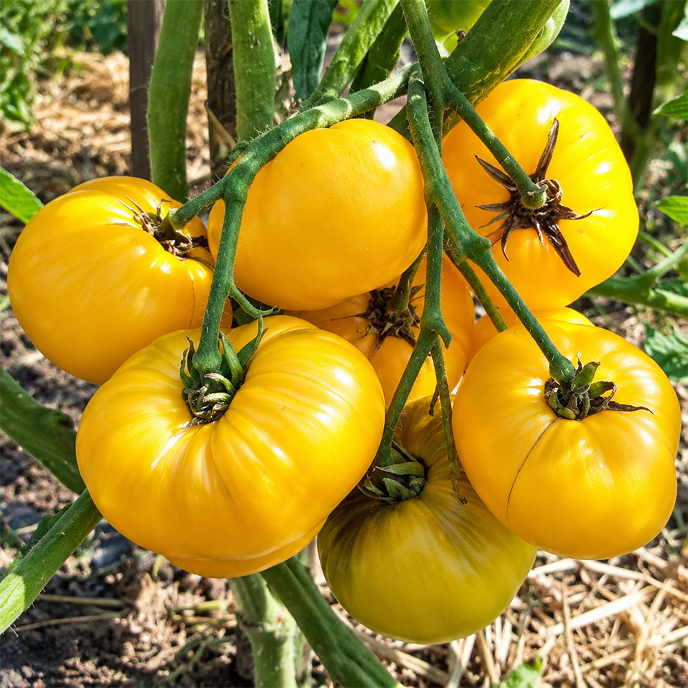88 Dwarf Rumpelstiltskin Tomato