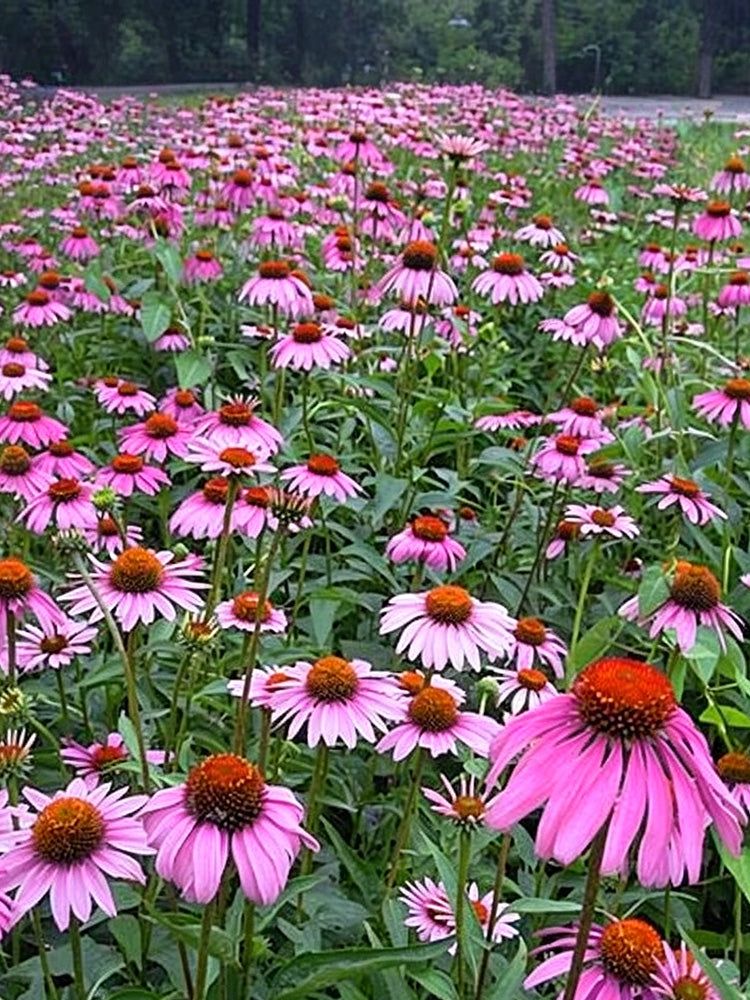 Purple Coneflower