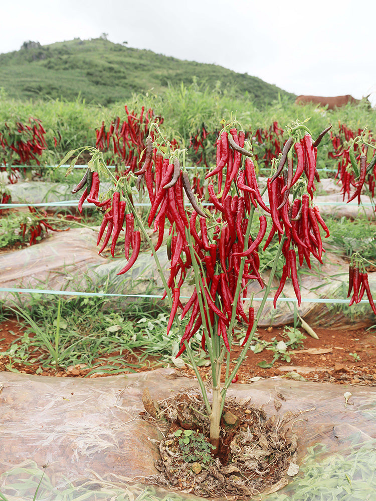 Chaodi Pepper