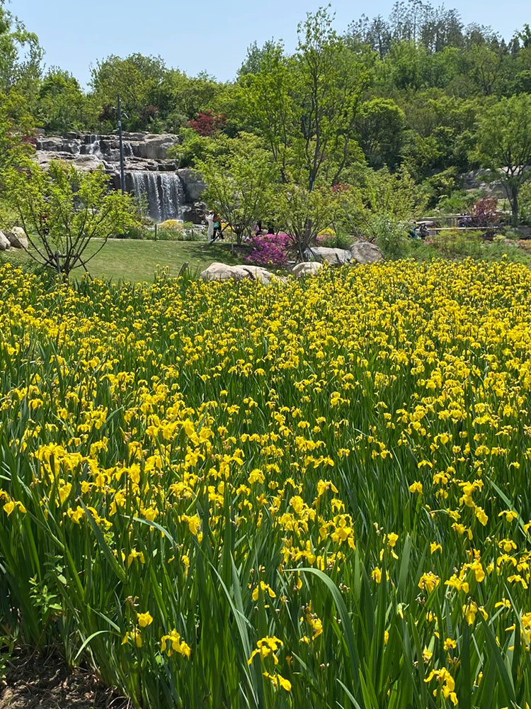 Yellow Flag Iris