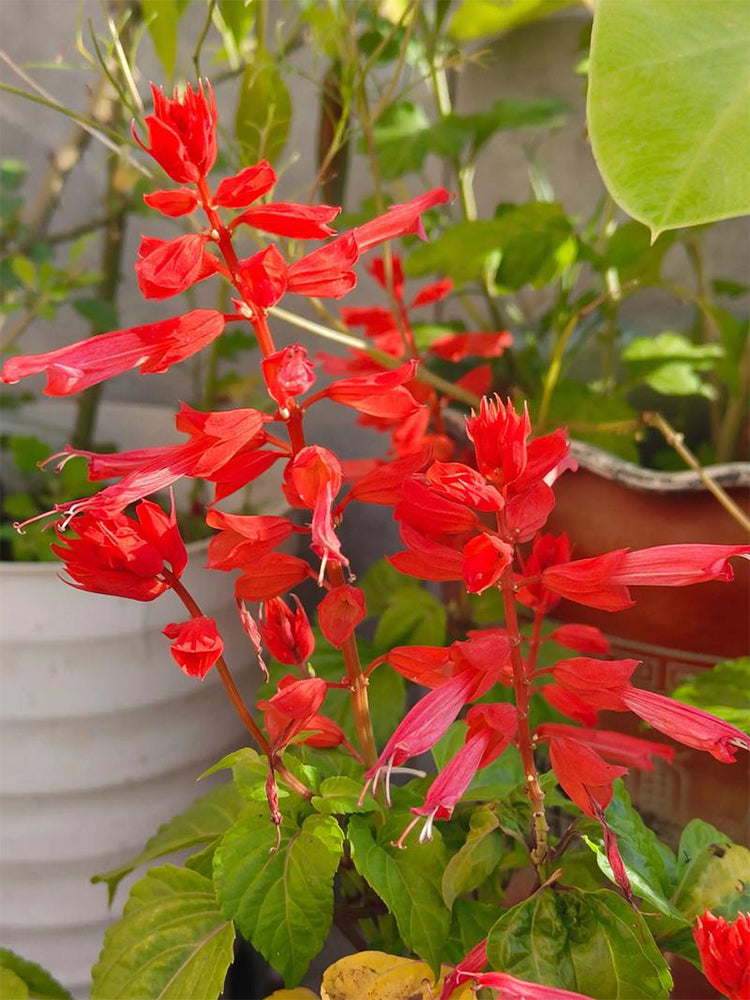 Hezhichun Scarlet Sage