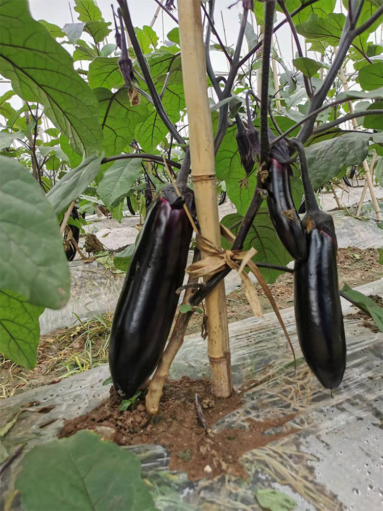 Delicious Grilling-Friendly Eggplant