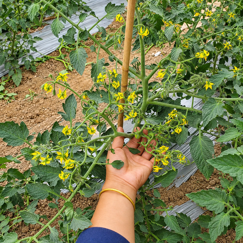 529 Yellow Datterini Tomato