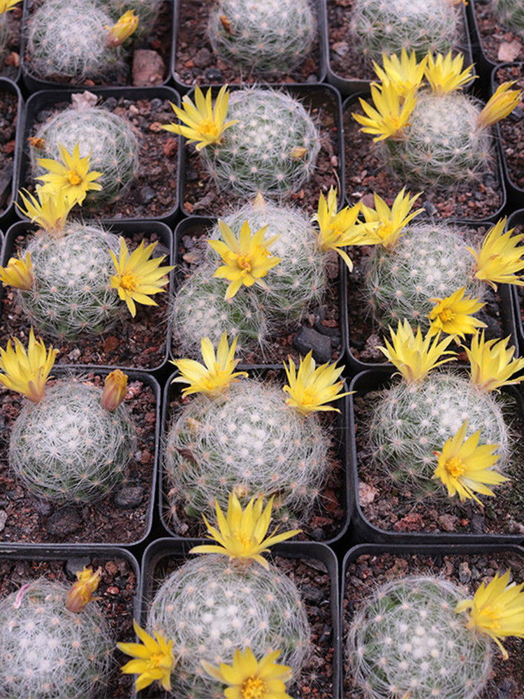 Mammillaria baumii