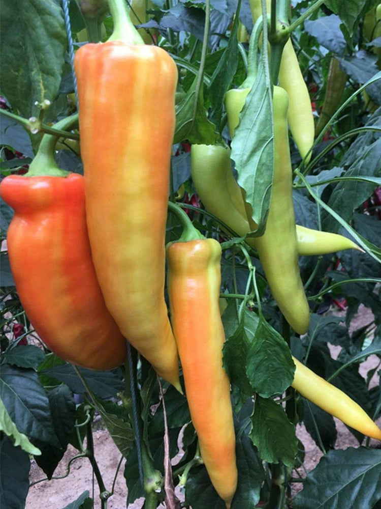 Hongyun No.1 Sweet Pepper F1