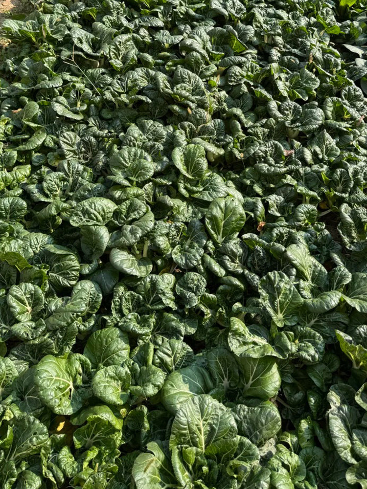 Hong Kong Milky Pak Choi