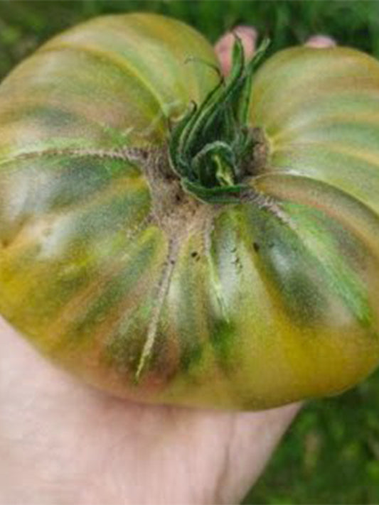 1073 Brown Bear Tomato