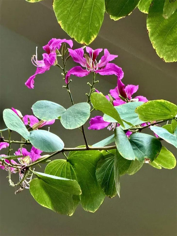 Bauhinia purpurea L.