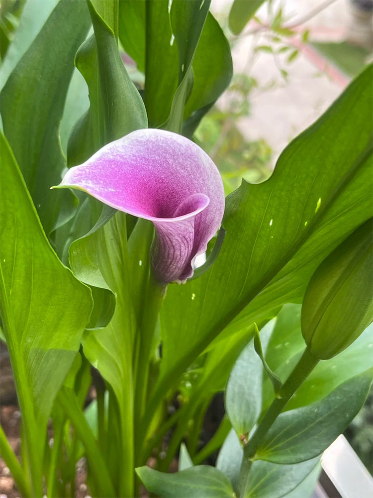 'Picasso' Calla Lily