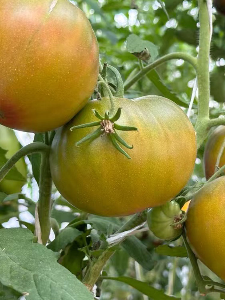 915 Moldovan Fairy Tale Tomato