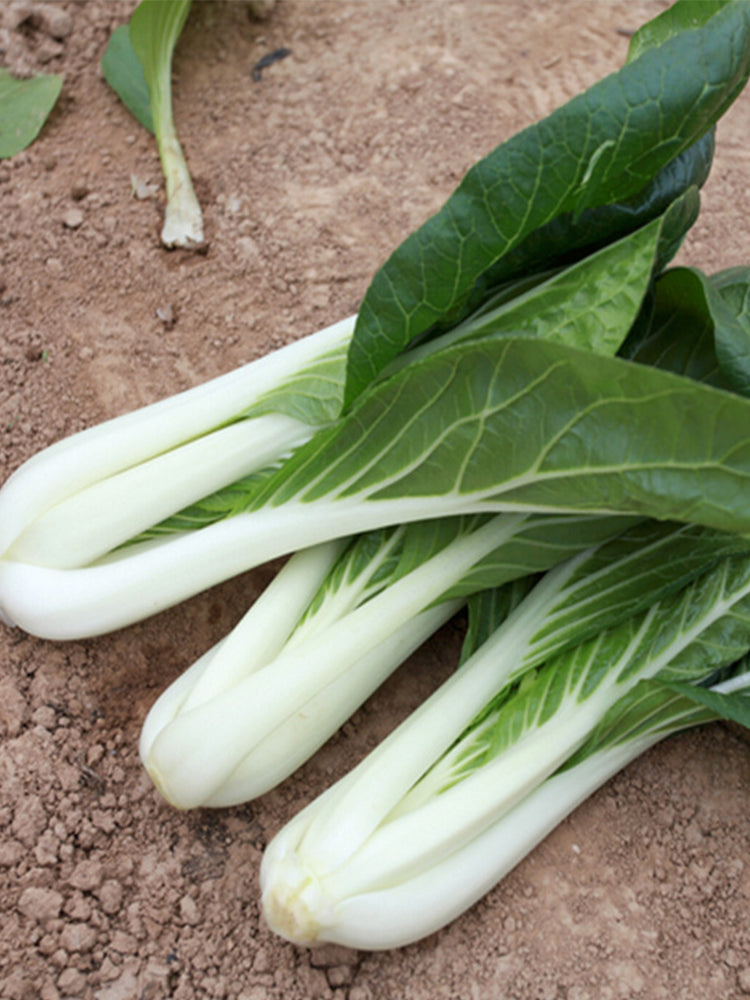 Yumeiren Baby Bok Choy