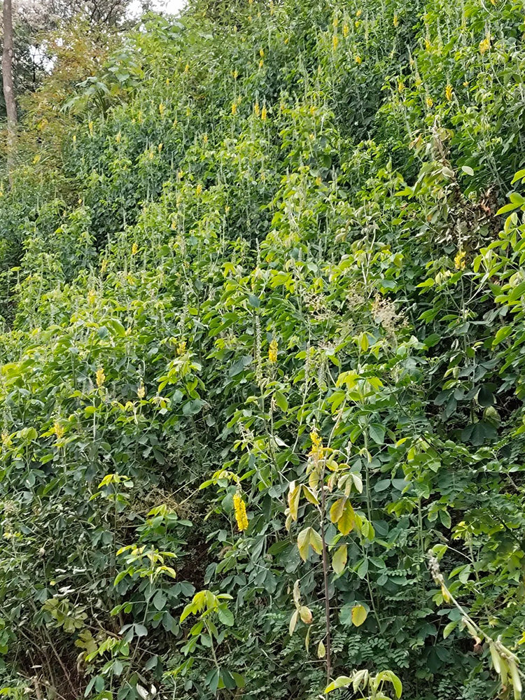 Sunn Hemp