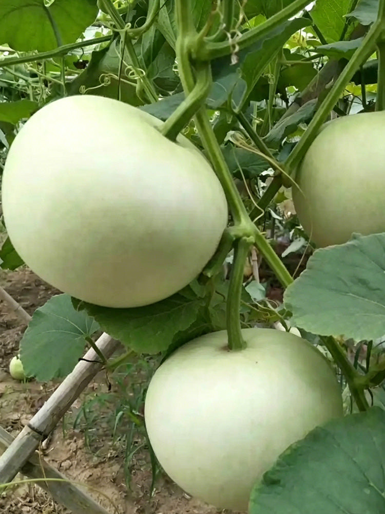 Big Apple Gourd