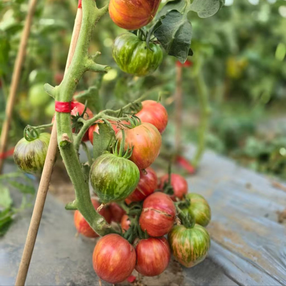 796 Strawberry Waterfall F5 Tomato