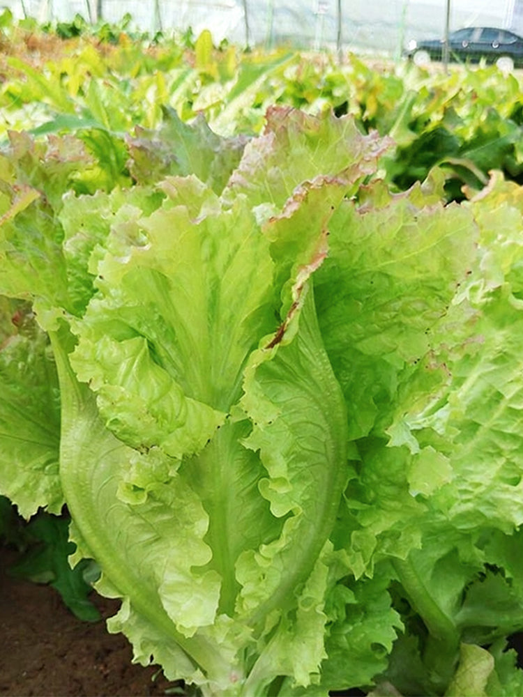 Red Leaf Romaine Lettuce