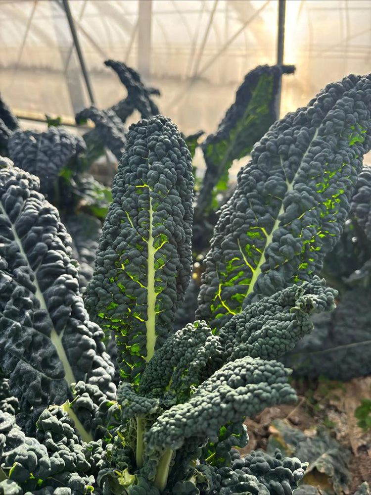 Blue Feather Kale