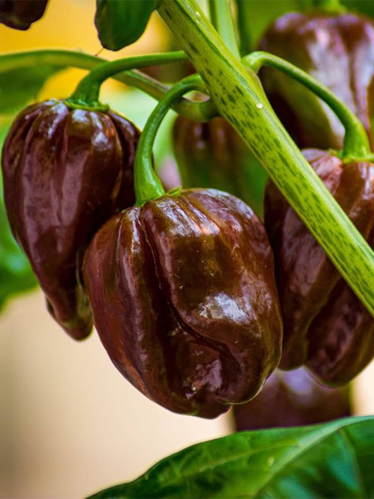 Chocolate Habanero