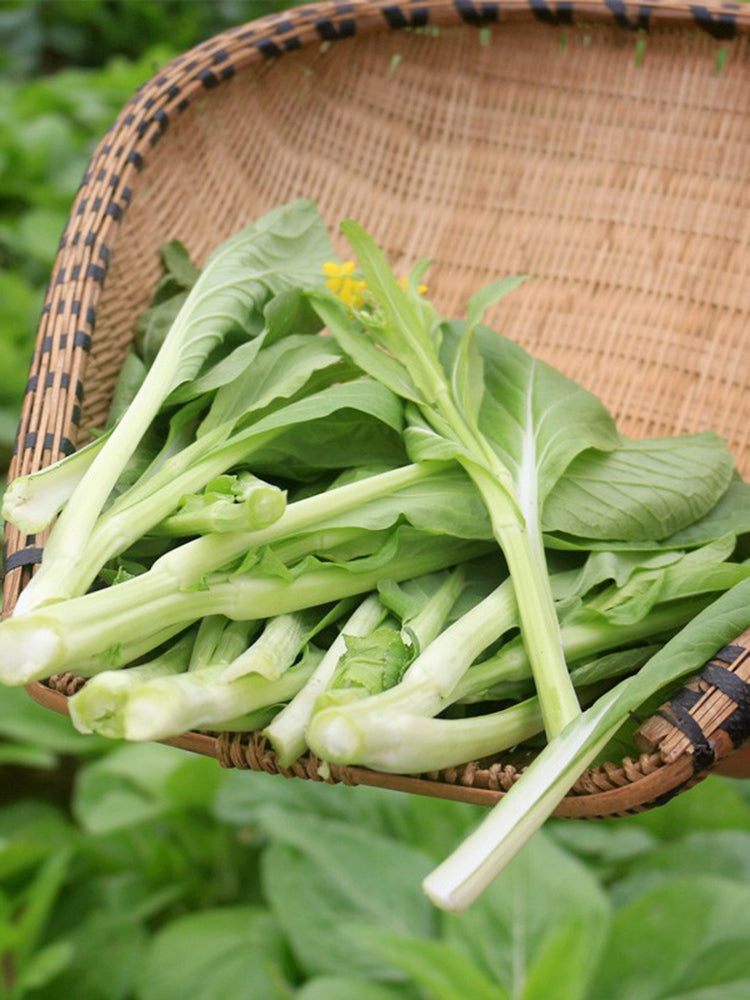 Xueying No. 2 Choy Sum