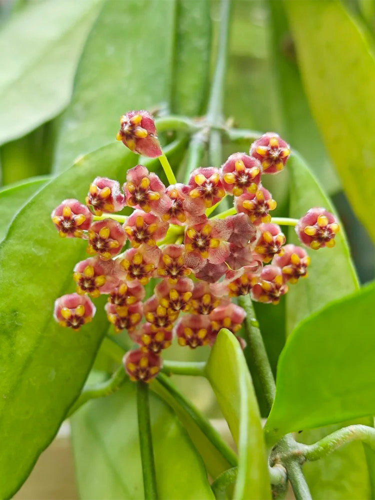 Hoya inconspicua Unrooted Stem Cuttings