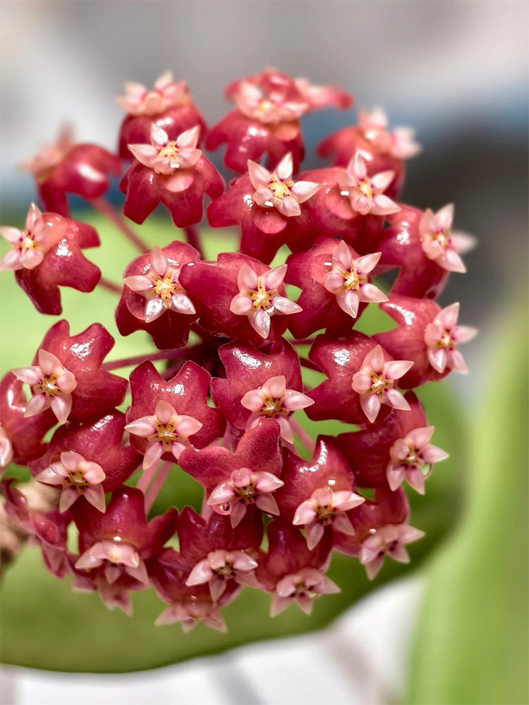 Hoya ilagiorum Unrooted Stem Cuttings