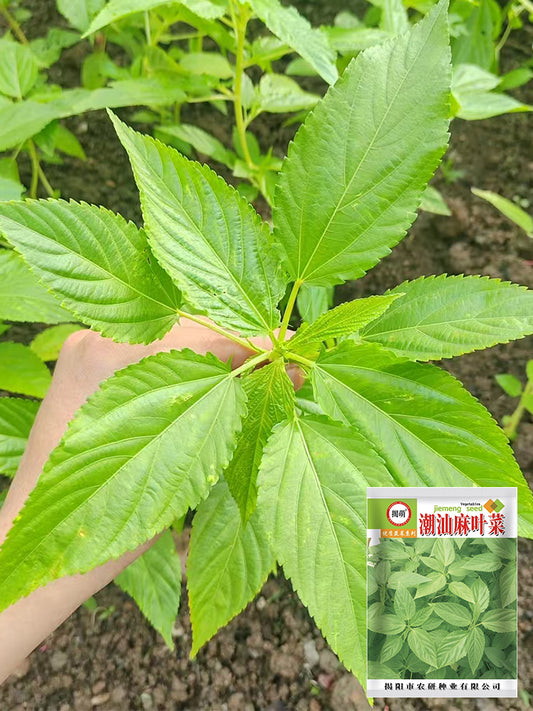 Chaozhou Jute Leaves