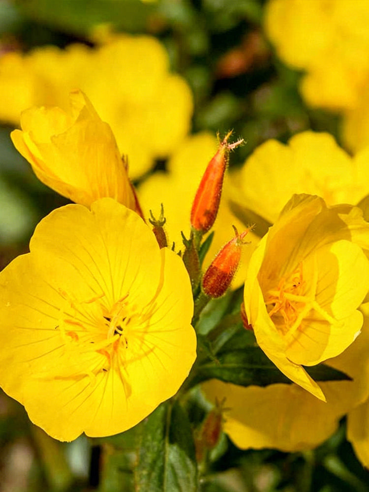 Yellow Evening Primrose