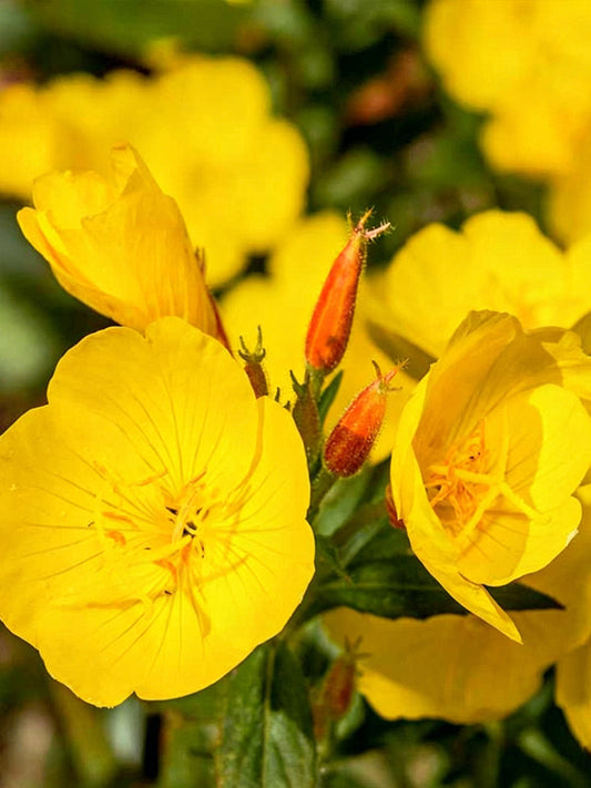 Yellow Evening Primrose