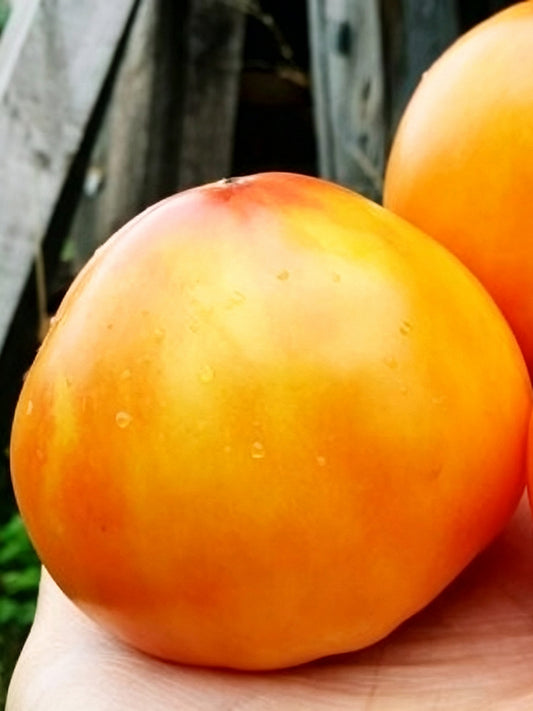 1084 Heart of Flame Tomato