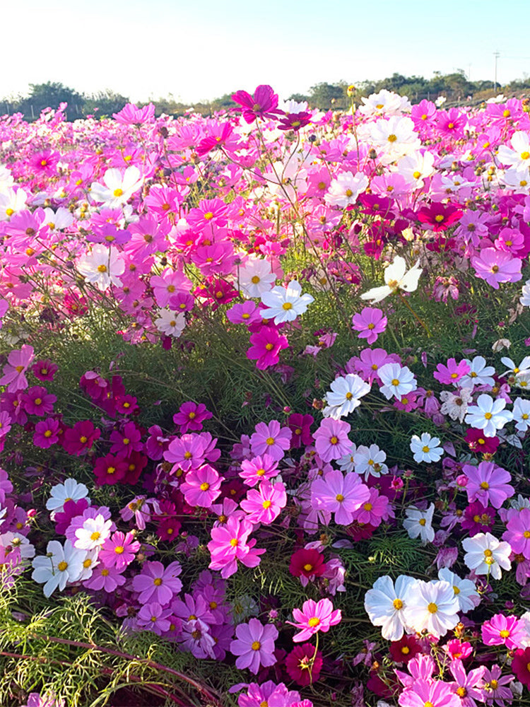 Hezhichun Mixed Color Cosmos