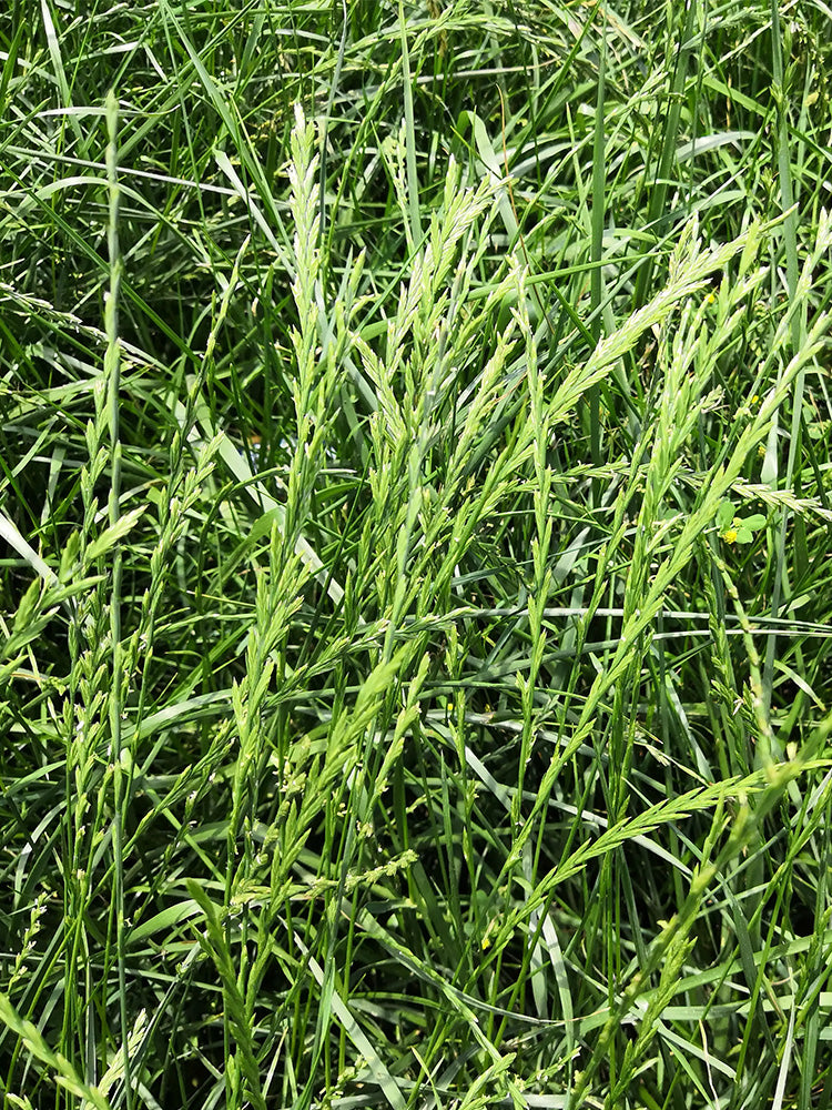 Green Joy Perennial Ryegrass