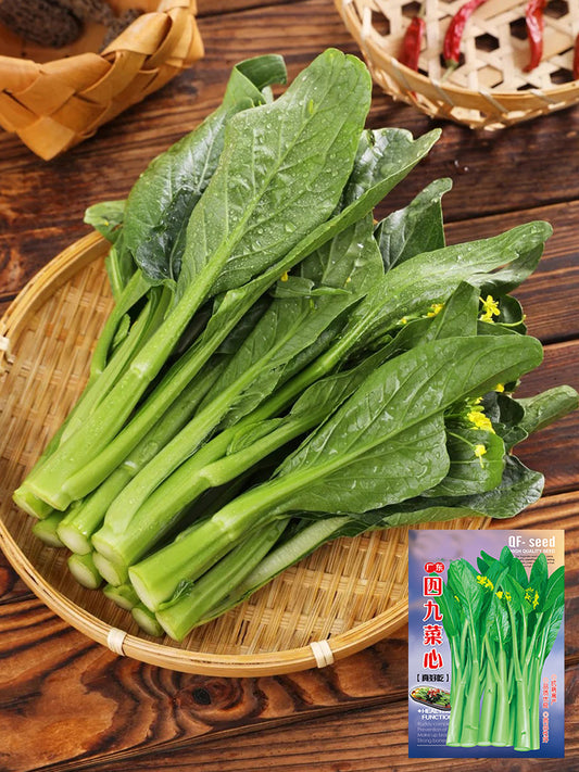 Guangdong Sijiu Choy Sum