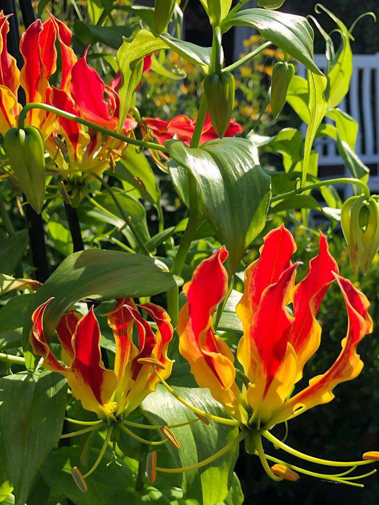 Mixed Color Gloriosa Lily