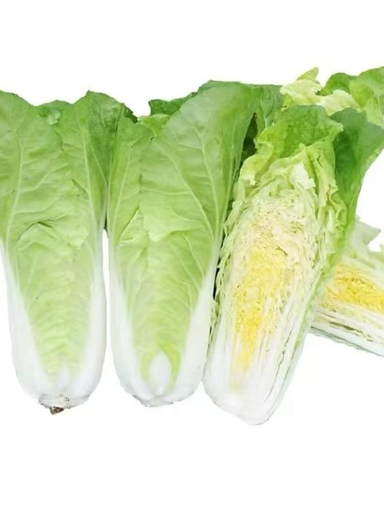 Fast Growing Pak Choi