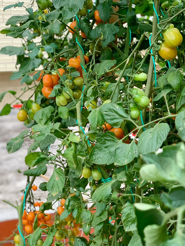 Orange Fountain Tomato