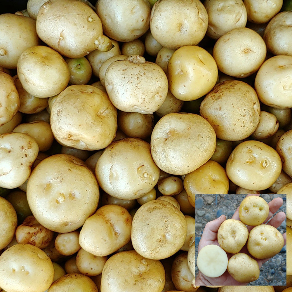 Peruvian Andean Potato Seeds