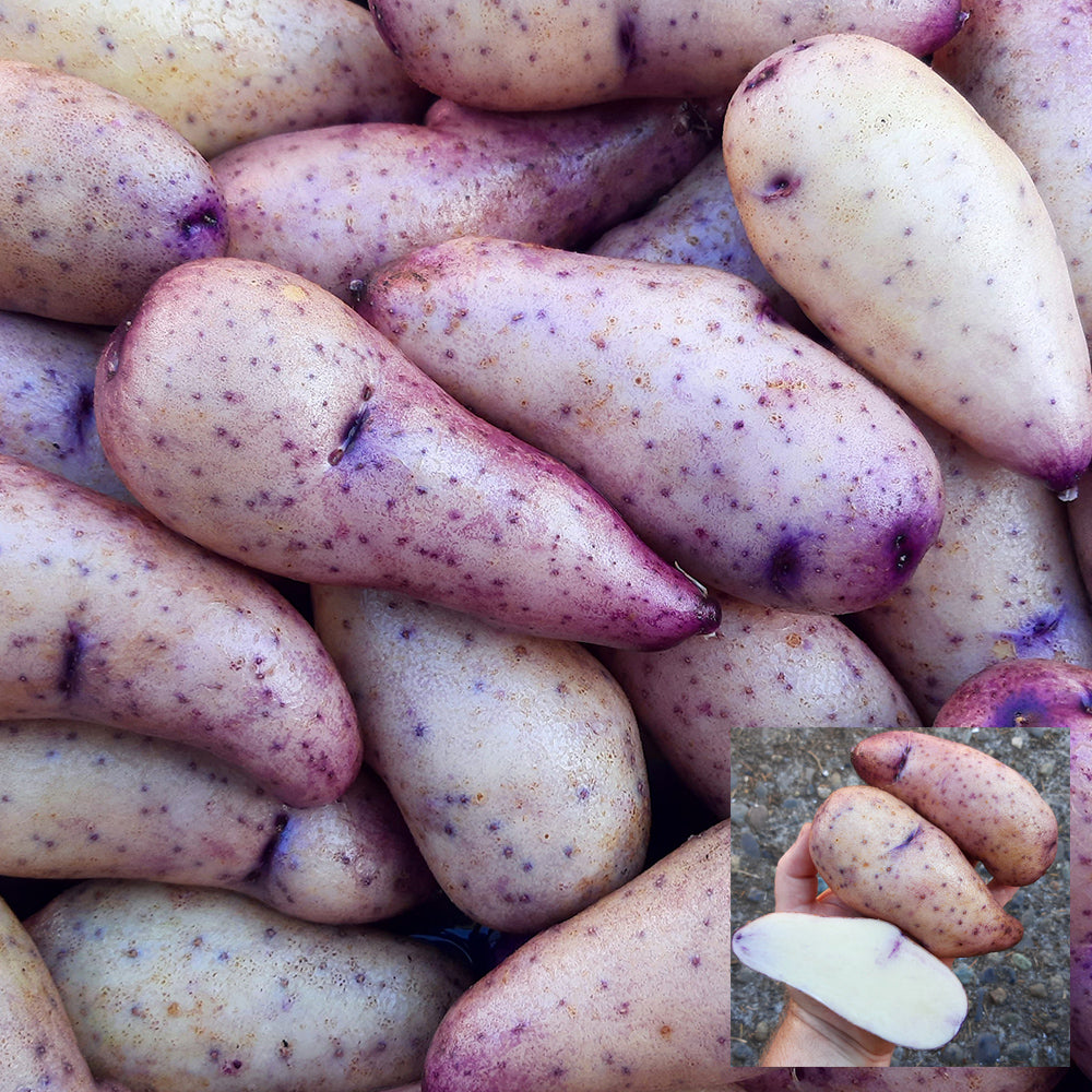 Peruvian Andean Potato Seeds