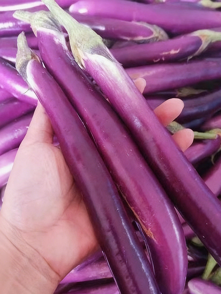 'Hangqie No.1' Eggplant