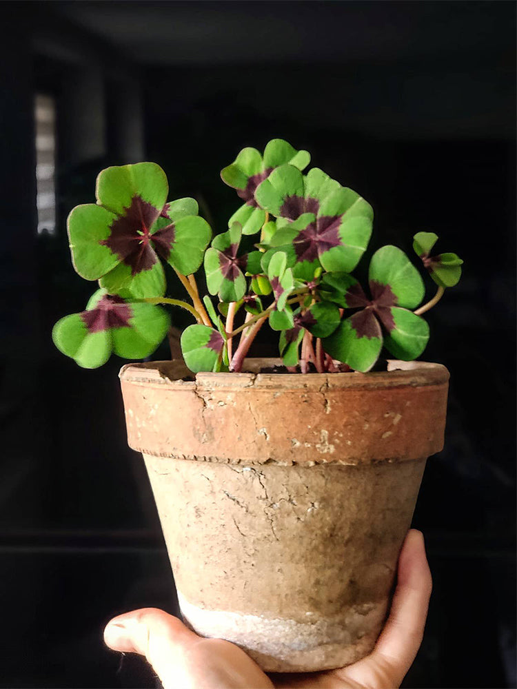 Oxalis tetraphylla 'Iron Cross'