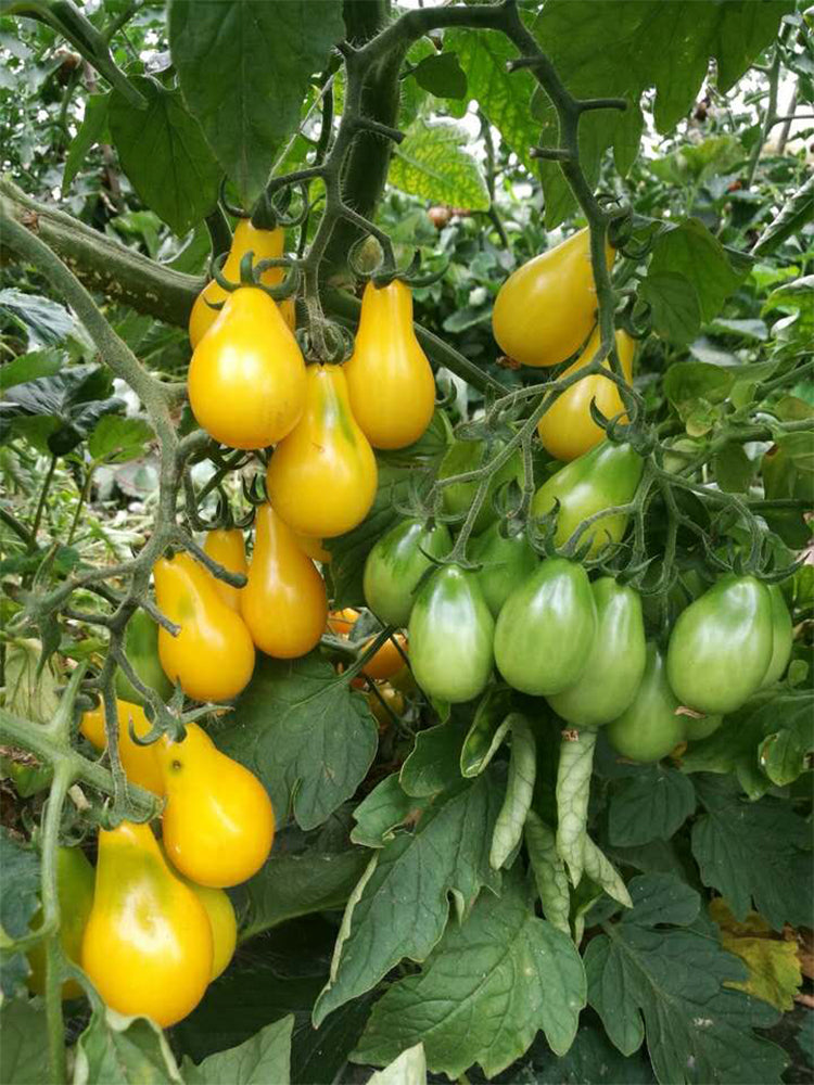 Yellow Pear Tomato