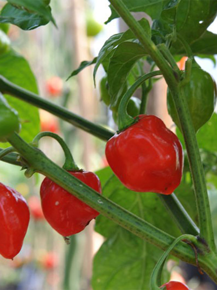 Red Habanero Pepper