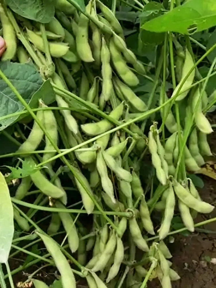 Small Black Soybean