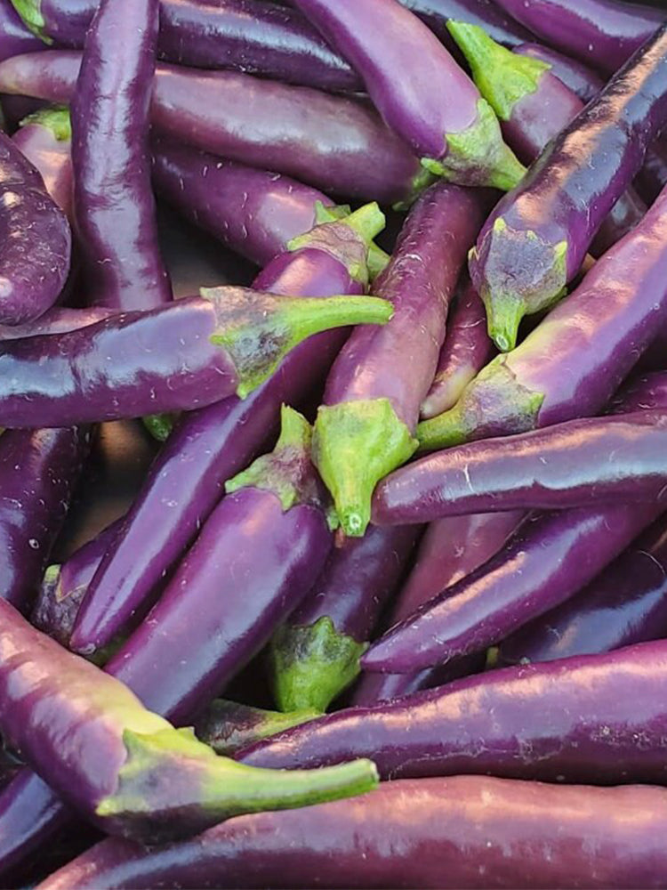 Cayenne Purple Pepper
