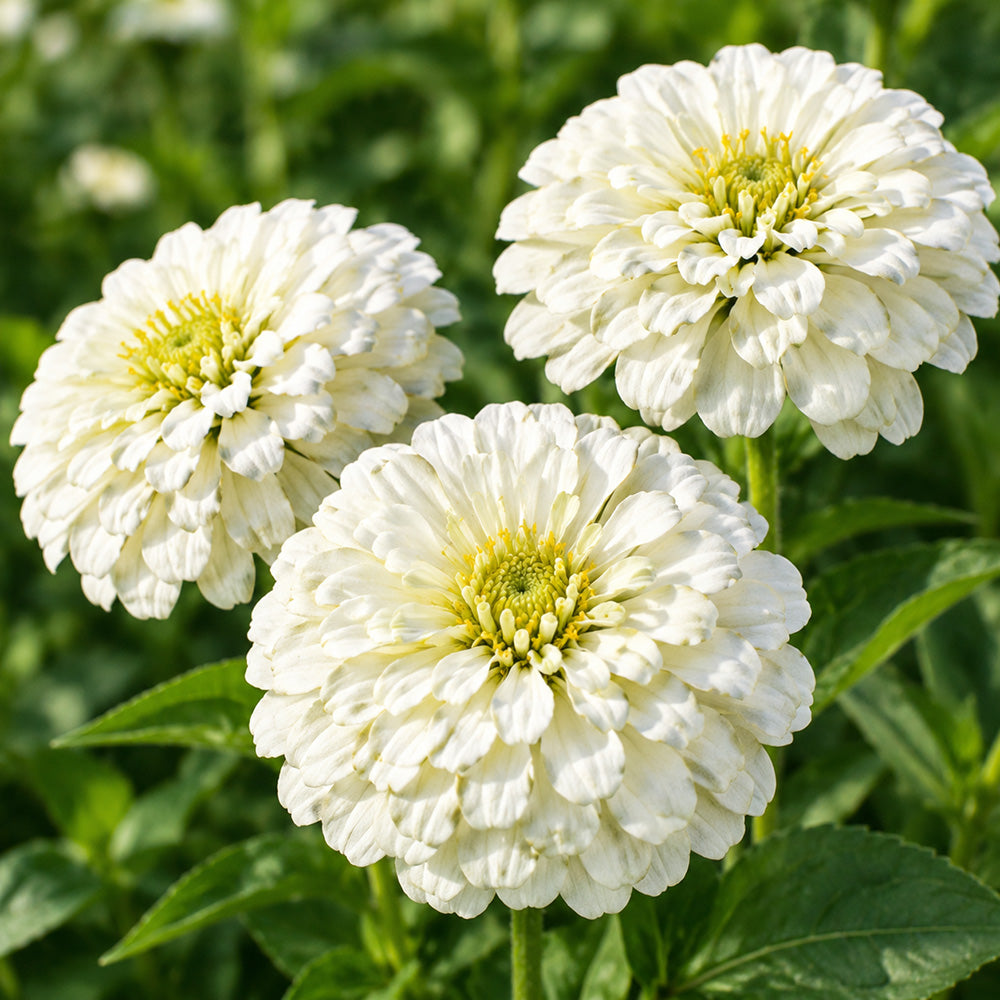 W1350 Large-Flowered White Zinnia