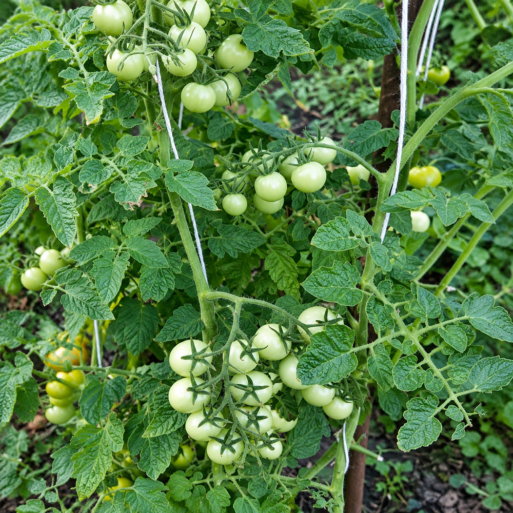 51 Ovelia Tomato
