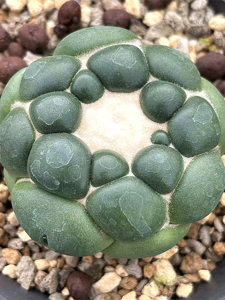 Coryphantha elephantidens cv. inermis