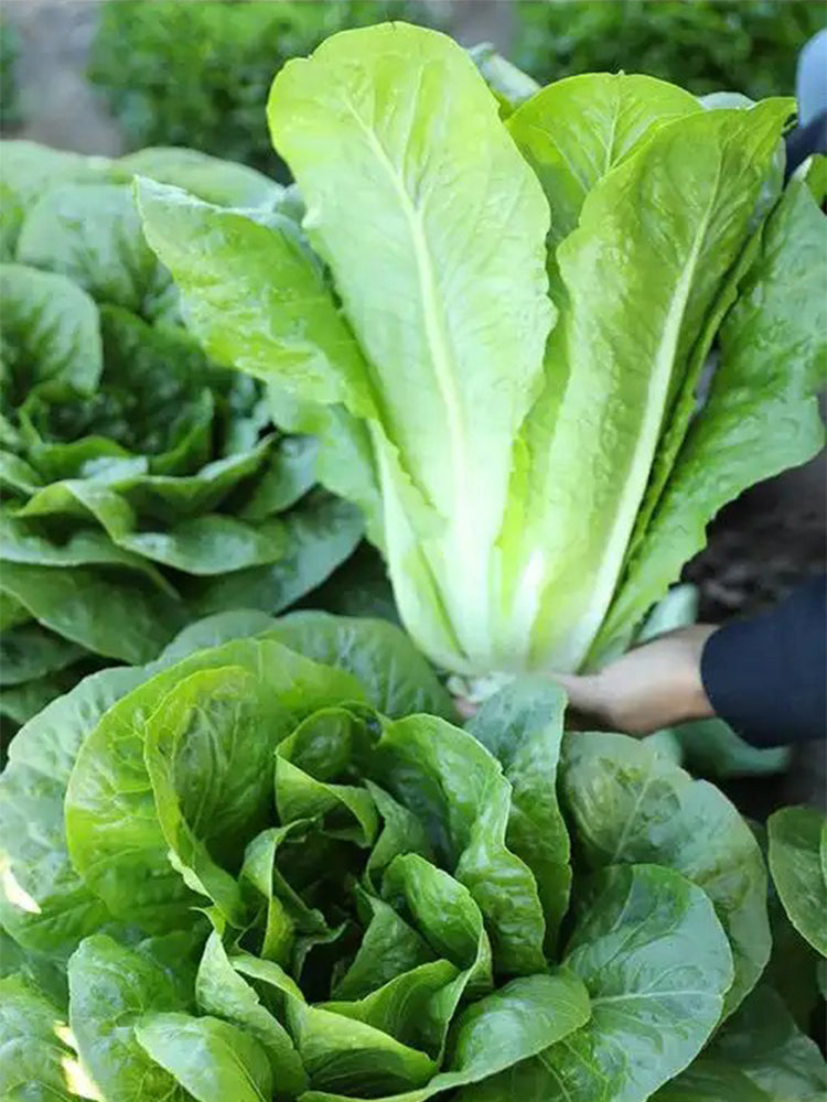 Romaine Lettuce