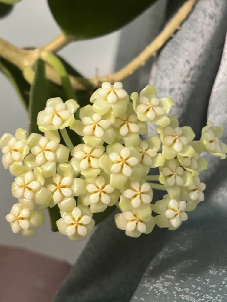 Hoya pachyclada