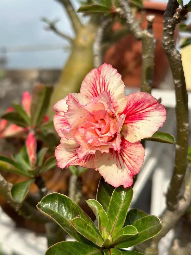 Mixed Color Desert Rose