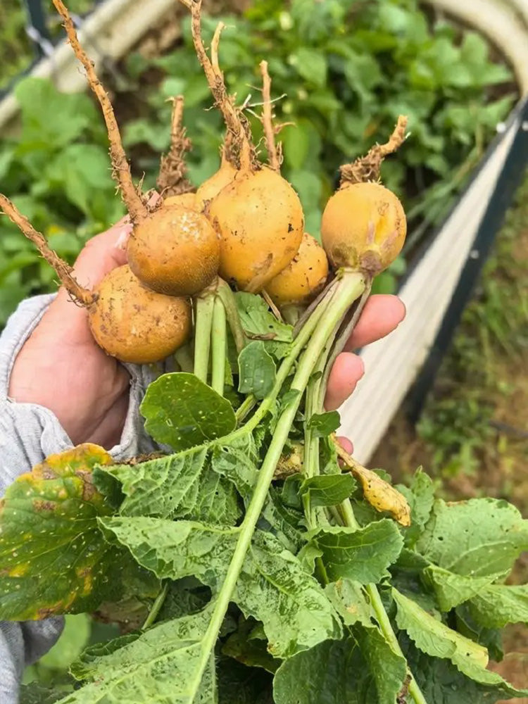 Yellow Cherry Radish