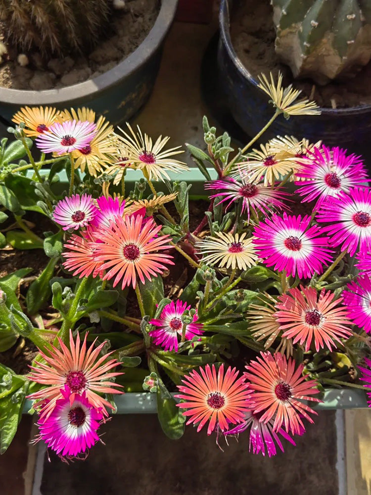 Summer Color Mix Lampranthus